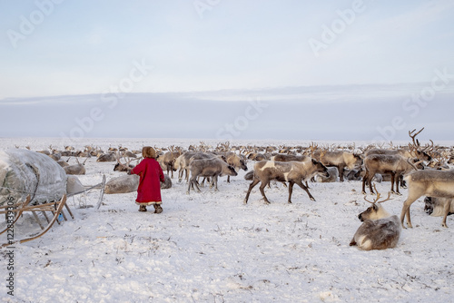 Deer and girl in the arctic tundra