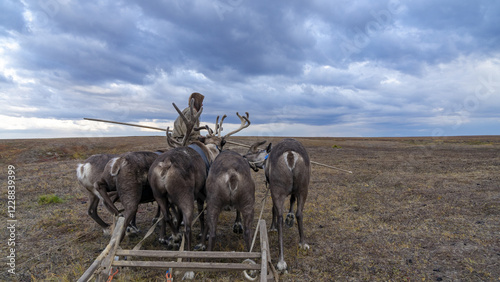 The shepherd is led by a team of reindeer. Ethnography cow in the field