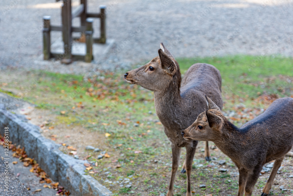 Fototapeta premium 奈良公園の鹿