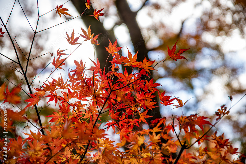水沢もみじ谷紅葉 水沢もみじ谷紅葉