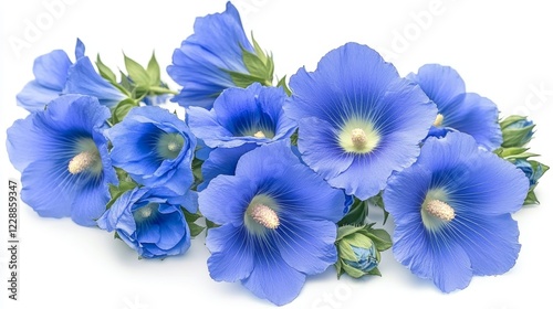 Hollyhock Malvaceae Alcea rosea linn Close up beautiful blue hollyhock flower bouquet isolated on white background  Exotic blue flower