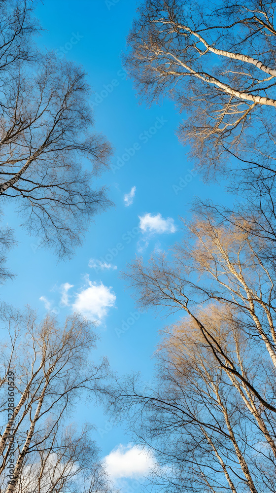 Fototapeta premium Winter Birch Trees, Clear Sky, Upward View, Nature Background, Ideal for Calming Designs