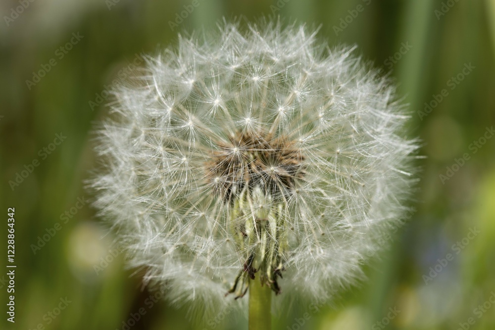 Blowball, dandelion (Taraxacum officinale), North Rhine-Westphalia, Germany, Europe Blowball, dandelion (Taraxacum officinale), North Rhine-Westphalia, Germany, Europe