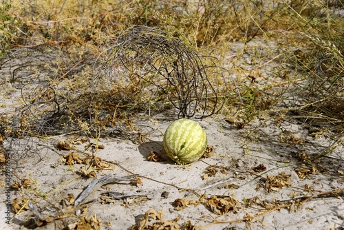 Namib tsamma (Citruilius ecirrhosus) in Central Kalahari Game Reserve, Botswana, Africa photo