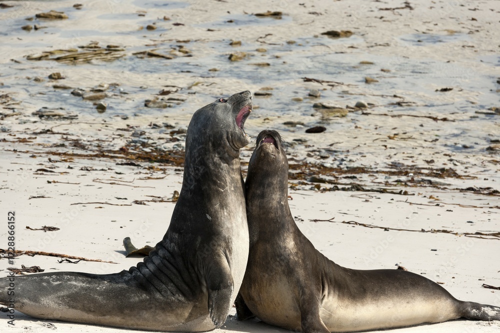 Fototapeta premium Southern Elephant Seal (Mirounga leonina), juveniles at play, Carcass Island, Falkland Islands, South America