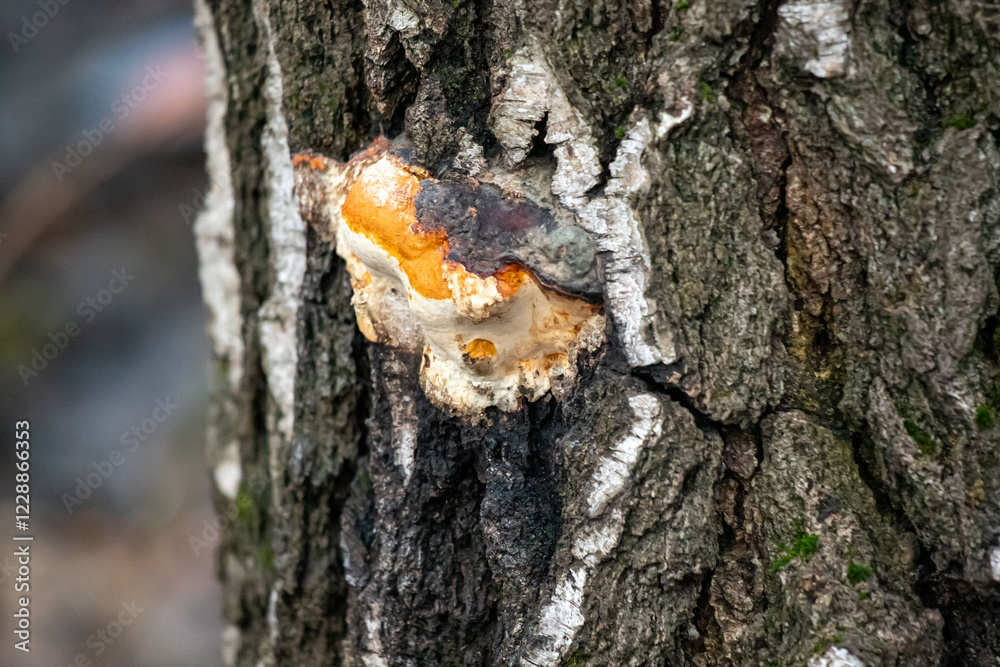 A tree trunk with a fungus growing out of it A tree trunk with a fungus growing out of it