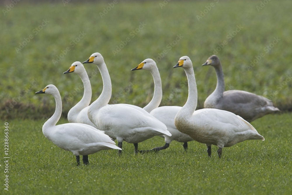 Whooper swans (Cygnus cygnus), group of animals in a meadow, Emsland, Lower Saxony, Germany, Europe