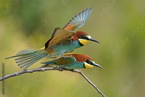 Two bee-eaters (Merops apiaster), animal pair, copulate on branch, Rhineland-Palatinate, Germany, Europe photo