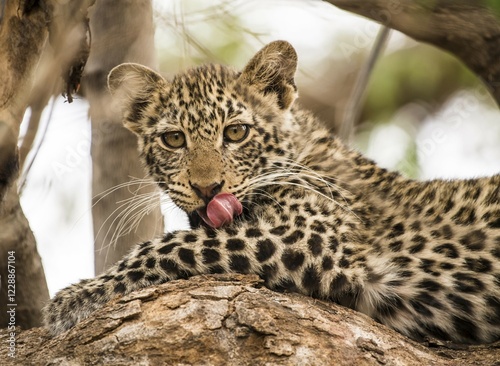 Leopard (Panthera pardus) Kitten on tree, Mashatu Game Reserve, Tuli Block, Botswana, Africa photo