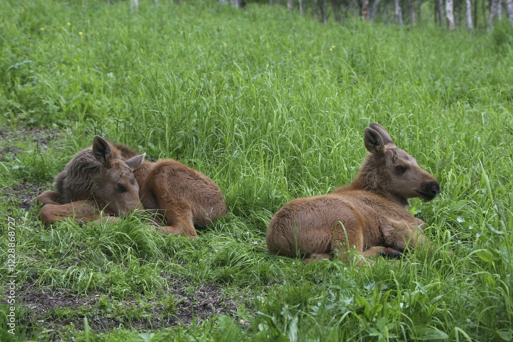Elk (Alces alces), calves in meadow, Lapland, Norway, Europe Elk (Alces alces), calves in meadow, Lapland, Norway, Europe
