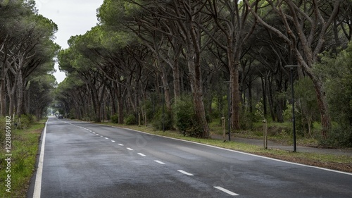 Pine avenue, Parco Regionale della Maremma, near Grossetto, Tuscany, Italy, Europe photo