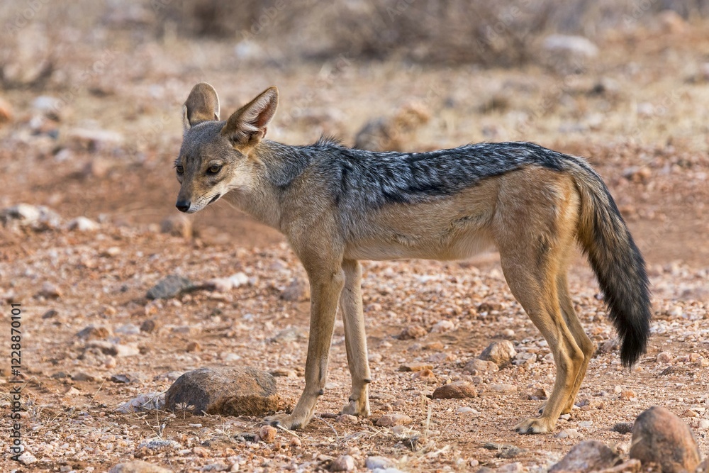 Black-backed jackal (Canis mesomelas), Samburu National Reserve, Kenya, Africa Black-backed jackal (Canis mesomelas), Samburu National Reserve, Kenya, Africa