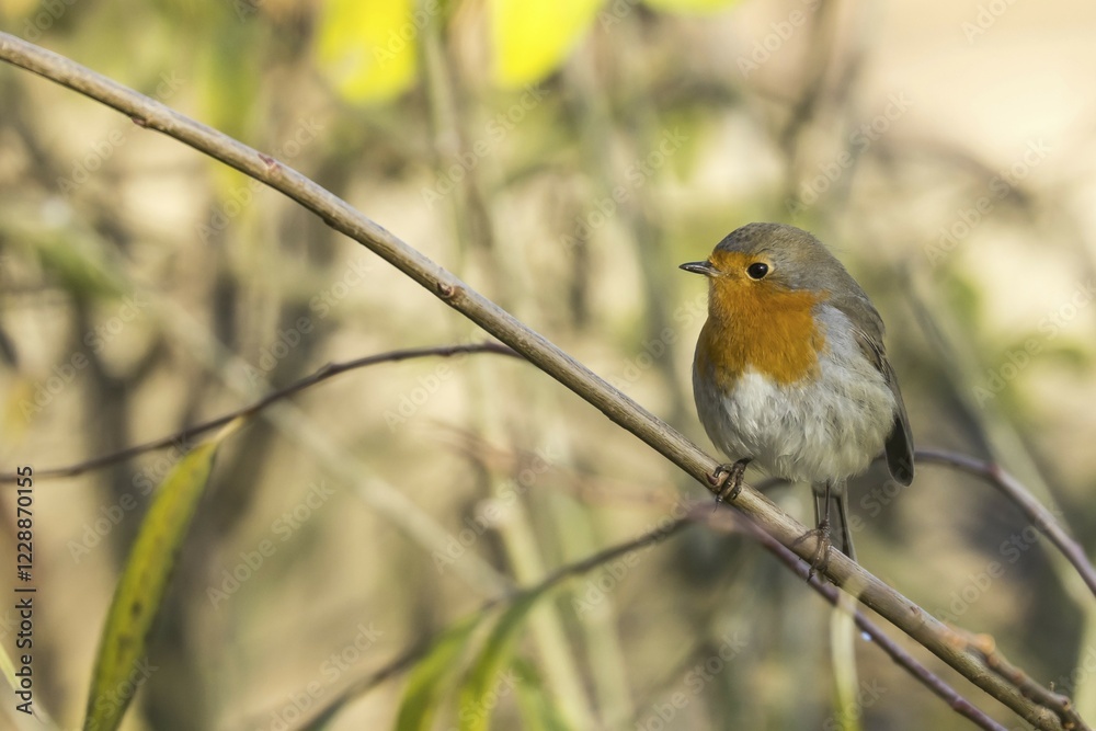 European robin (Erithacus rubecula) on branch, Hesse, Germany, Europe European robin (Erithacus rubecula) on branch, Hesse, Germany, Europe
