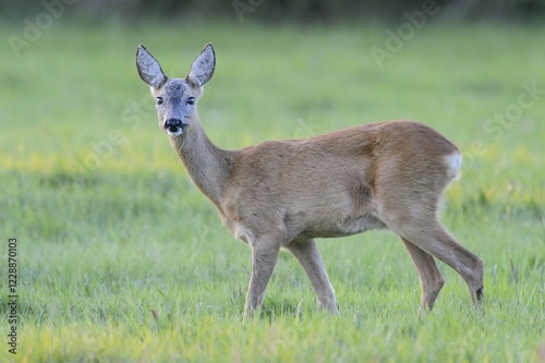 Roe Deer (Capreolus capreolus) standing on a meadow, North Rhine-Westphalia, Germany, Europe photo