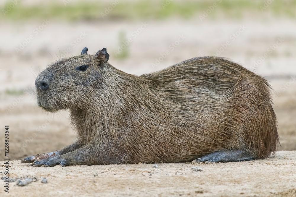 Capybara (Hydrochoerus hydrochaeris) rests relaxed on a sandbank, Pantanal, Mato Grosso, Brazil, South America Capybara (Hydrochoerus hydrochaeris) rests relaxed on a sandbank, Pantanal, Mato Grosso, Brazil, South America