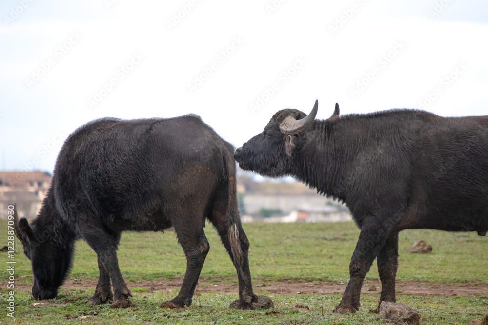 Cattle animals sniffing each other. Buffaloes before mating. Farm life idea concept. Sexual instinct in animals. Rural. Cattle animals sniffing each other. Buffaloes before mating. Farm life idea concept. Sexual instinct in animals. Rural.