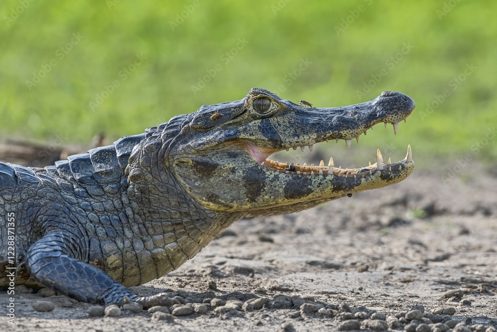 Fototapeta premium Spectacled caiman (Caiman crocodilus yacare), animal portrait, side view, Pantanal, Mato Grosso, Brazil, South America