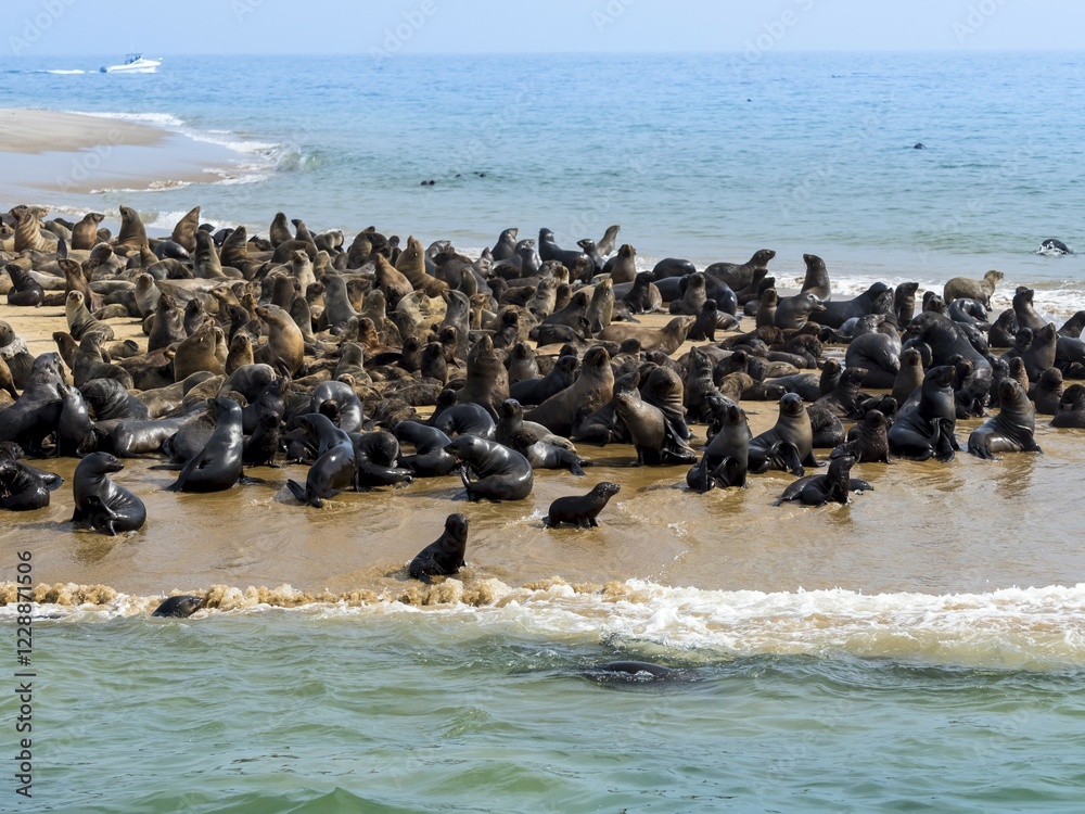 Fototapeta premium Brown fur seals (Arctocephalus pusillus), colony on sandbank, Walvis Bay City, Erongo Region, Namibia, Africa