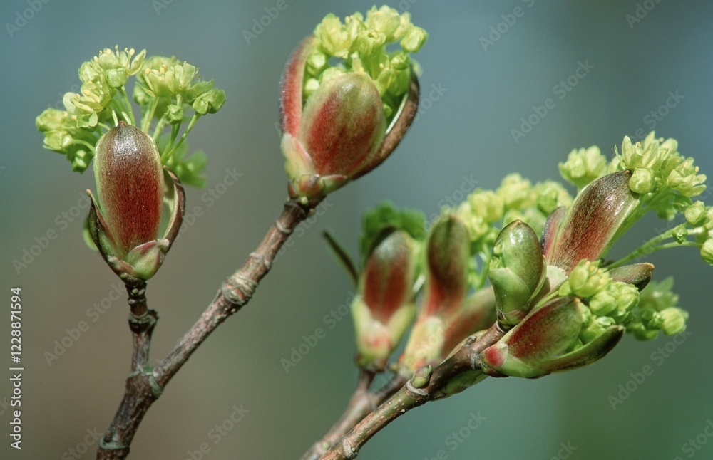 Norway Maple blossom (Acer platanoides) Norway Maple blossom (Acer platanoides)