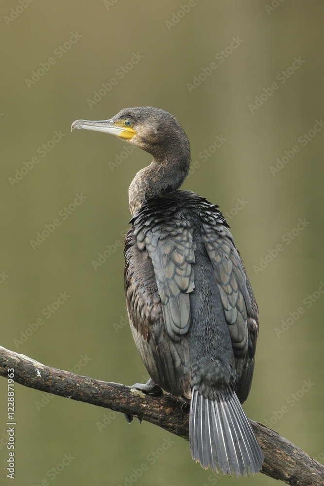 Fototapeta premium Great cormorant (Phalacrocorax carbo), sits on a branch above the water, Allgäu, Bavaria, Germany, Europe