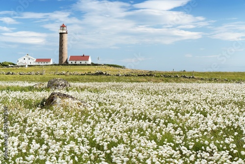 Lighthouse Lista Fyr, meadow with cotton grass, Ytre Listalandet, Borhaug, Vestbygd, Farsund, Vest-Agder, Norway, Europe