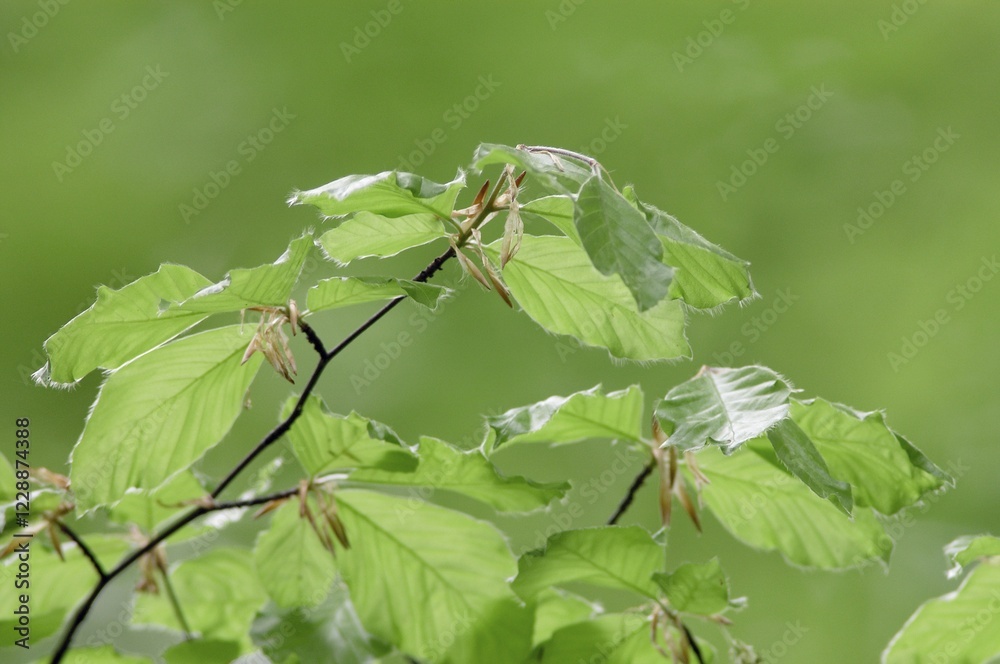 Beech leaves in spring, North Rhine-Westphalia, Germany (Fagus sylvatica)