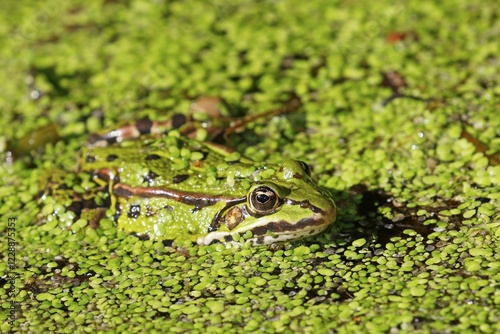 Green frog (Pelophylax esculentus) lurks camouflaged between duckweeds (Lemna minor), Schleswig-Holstein, Germany, Europe