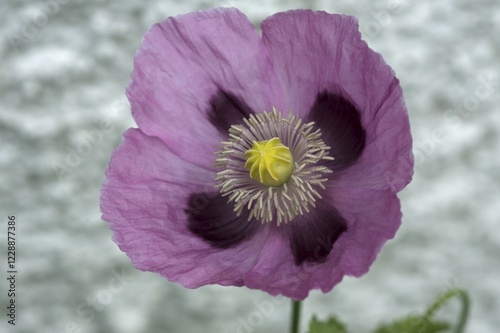 Bloom of an opium poppy (Papaver somniferum), Bavaria, Germany, Europe photo