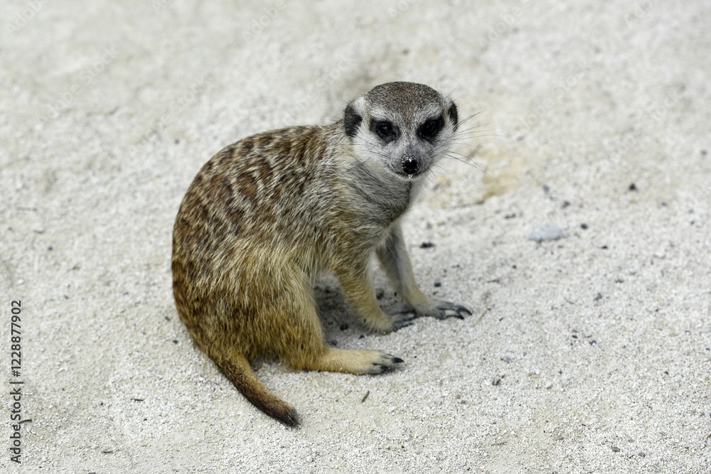 Fototapeta premium Meerkat (Suricata suricatta), sitting, captive, Switzerland, Europe