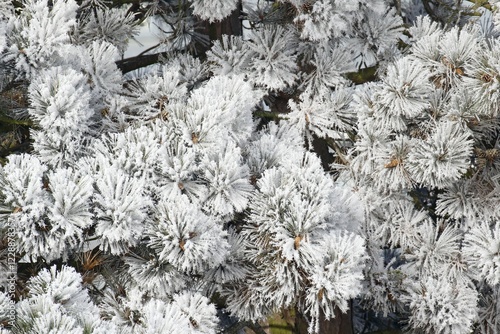 Ice crystals, hoar frost on needles of a Pine (Pinus), Schleswig-Holstein, Germany, Europe