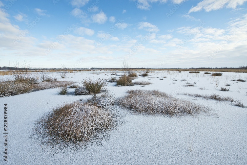 Winter, marsh, Emsland, Lower Saxony, Germany, Europe Winter, marsh, Emsland, Lower Saxony, Germany, Europe