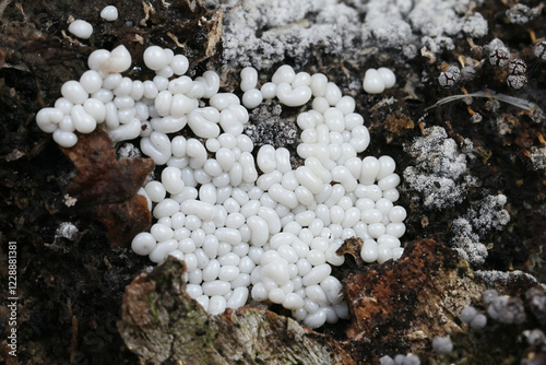 Trichia varia, slime mold from Finland, no common English name photo