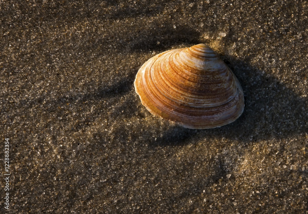 Shell on the beach, Westerland, Sylt, Schleswig-Holstein, Germany, Europe Shell on the beach, Westerland, Sylt, Schleswig-Holstein, Germany, Europe