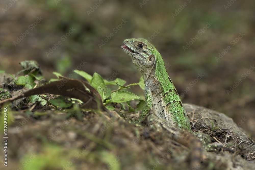 Juvenile Black Spiny-tailed Iguana (Ctenosaura similis) on ground, Corozal district, Belize, Central America Juvenile Black Spiny-tailed Iguana (Ctenosaura similis) on ground, Corozal district, Belize, Central America