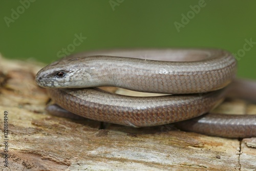Slow worm (anguis fragilis) curled up on tree trunk, Schleswig-Holstein, Germany, Europe