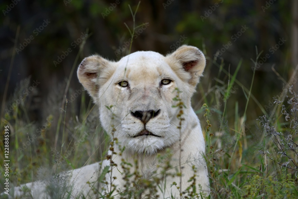 Fototapeta premium White Lion (Panthera leo), female animal, animal portrait, Tsau! nature reserve of the Global White Lion Protection Trust, GWLPT, near Hoedspruit, South Africa, Africa