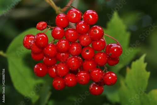 Guelder rose (Viburnum opulus), ripe fruits and leaves, Schleswig-Holstein, Germany, Europe photo