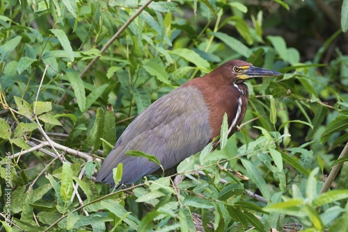Wallpaper Mural Rufescent Tiger Heron (Tigrisoma lineatum) in mangrove, Pantanal, Mato Grosso, Brazil, South America Torontodigital.ca