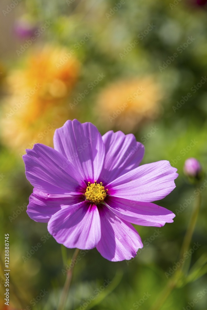 Garden cosmos or Mexican aster (Cosmos bipinnatus) flower, Germany, Europe Garden cosmos or Mexican aster (Cosmos bipinnatus) flower, Germany, Europe