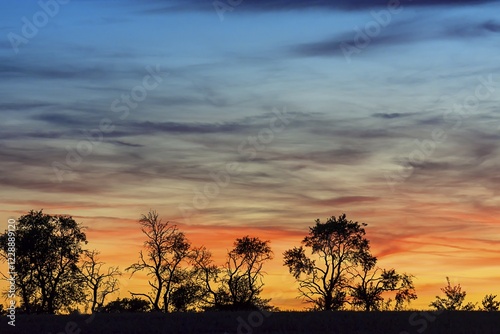 Tree silouettes at sunset, Bavaria, Germany, Europe photo