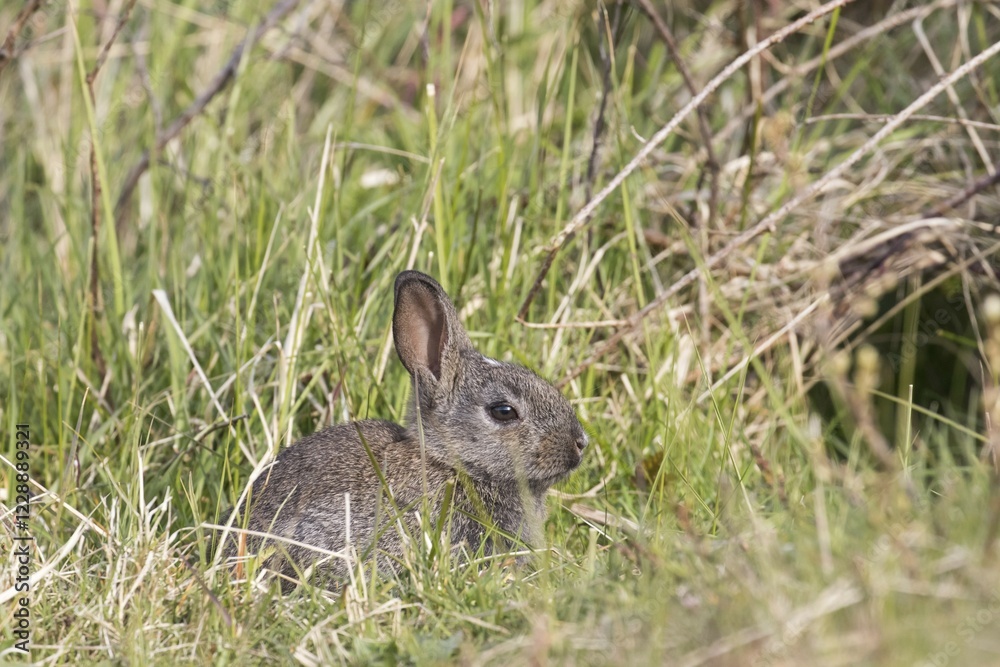 Fototapeta premium Young european rabbits (Oryctolagus cuniculus) sitting in the grass, Hesse, Germany, Europe