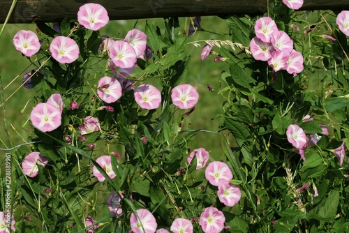 Field bindweed (Convolvulus arvensis), Allgaeu, Bavaria, Germany, Europe
