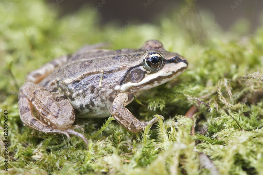 Common Frog (Rana temporaria) in moss, Rhineland-Palatinate, Germany, Europe Common Frog (Rana temporaria) in moss, Rhineland-Palatinate, Germany, Europe
