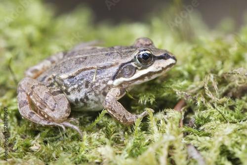 Common Frog (Rana temporaria) in moss, Rhineland-Palatinate, Germany, Europe