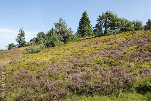 Flowering high heathland, Niedersfelder Hochheide, Nature reserve, Willingen, Sauerland, Rothaargebirge, Hesse, Germany, Europe photo