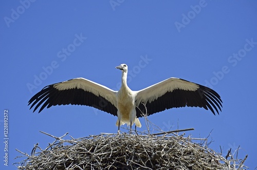 Young White stork (Ciconia ciconia) with extended wings in aerie, Tangstedt, Schleswig-Holstein, Germany, Europe