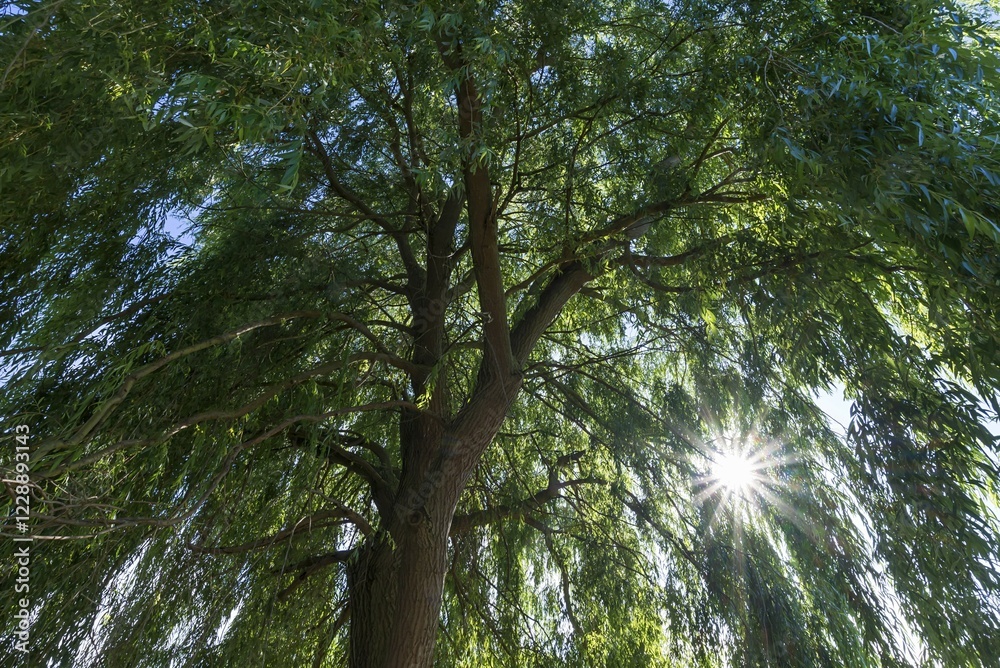 Fototapeta premium Willows tree (Salix) with solar reflex, Germany, Europe