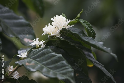 Branch with white flowers of the coffee plant (Coffea arabica), Parque Guanayara, Cuba, Central America