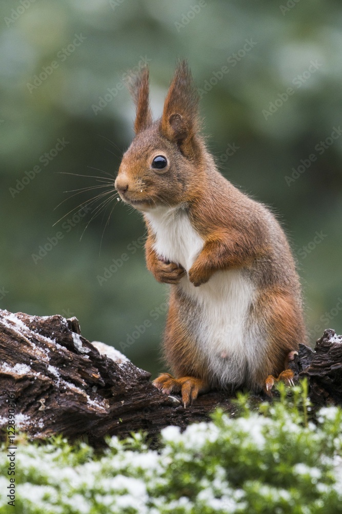 Eurasian red squirrel (Sciurus vulgaris) in winter, Emsland, Lower Saxony, Germany, Europe Eurasian red squirrel (Sciurus vulgaris) in winter, Emsland, Lower Saxony, Germany, Europe