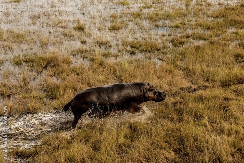Hippo (Hippopotamus amphibius) in the swamp area, Okavango Delta, Botswana, Africa